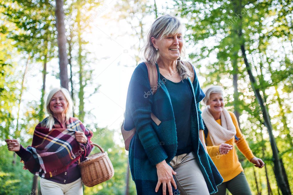 Senior women friends walking outdoors in forest.