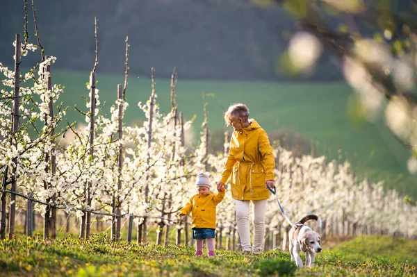 Framsidan av äldre mormor med sondotter promenader i fruktträdgård på våren. — Stockfoto