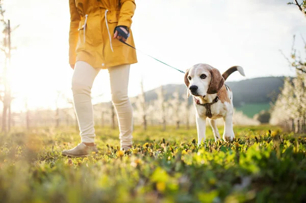 Middel av senior kvinna med en hund på en promenad i vår fruktträdgård. — Stockfoto