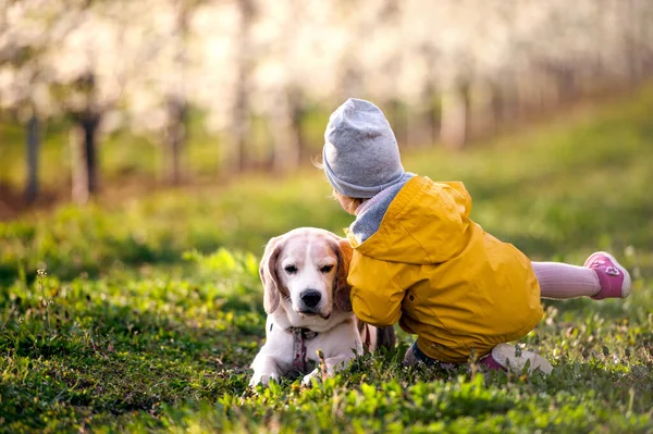 春に果樹園で犬と小さな幼児の女の子の後部ビュー. — ストック写真