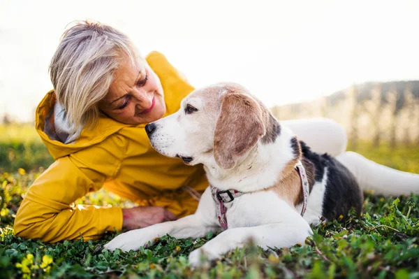 Framifrån av äldre kvinna som ligger på gräs på våren, klappa sällskapsdjur hund. — Stockfoto