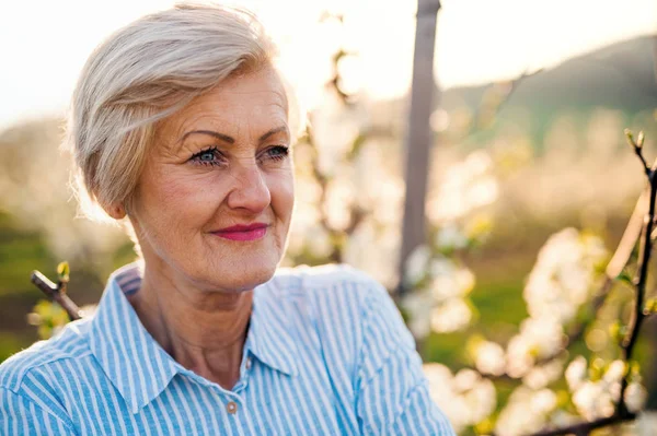 Frontansicht einer Seniorin, die im Frühling im Obstgarten steht. — Stockfoto