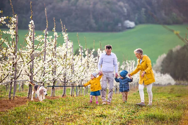 Äldre mor- och farföräldrar med småbarn som går i fruktträdgård på våren. — Stockfoto