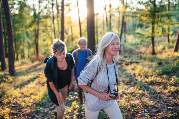 Senior women friends outdoors in forest, walking. — Stock Photo, Image