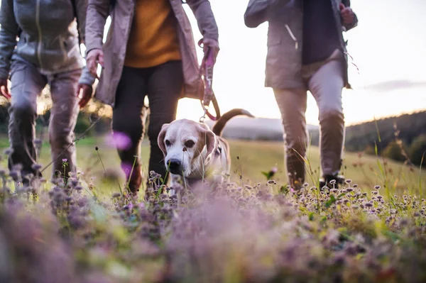 Seniorinnen gehen mit Hund in der Natur spazieren, Mittelteil. — Stockfoto