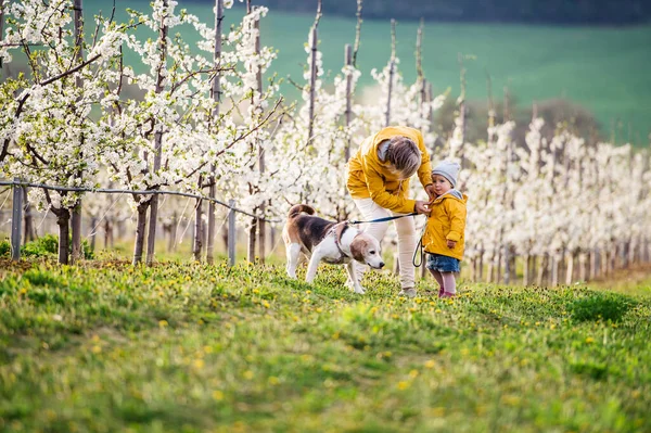 Front view of senior grandmother with granddaughter walking in orchard in spring. — Stock Photo, Image