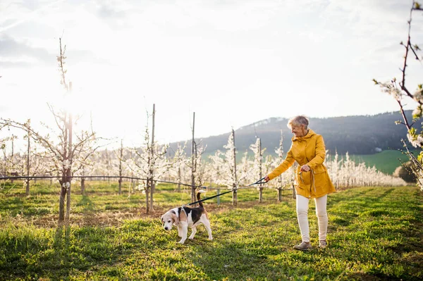 春の果樹園を散歩中のペット犬を持つシニア女性. — ストック写真