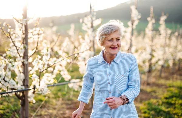 Elölnézetben egy idős nő sétál a gyümölcsösben tavasszal. — Stock Fotó