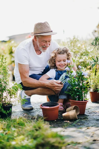 Niña con abuelo mayor en el jardín del patio trasero, jardinería . — Foto de Stock