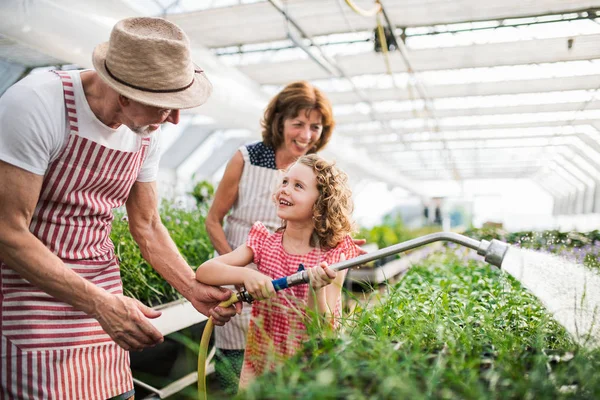 Small girl with senior grandparents watering plants in the greenhouse. — Stock Photo, Image