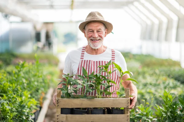 Senior man staande in de kas, het houden van een doos met planten. — Stockfoto