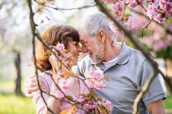 Beautiful senior couple in love outside in spring nature, hugging. — Stock Photo, Image