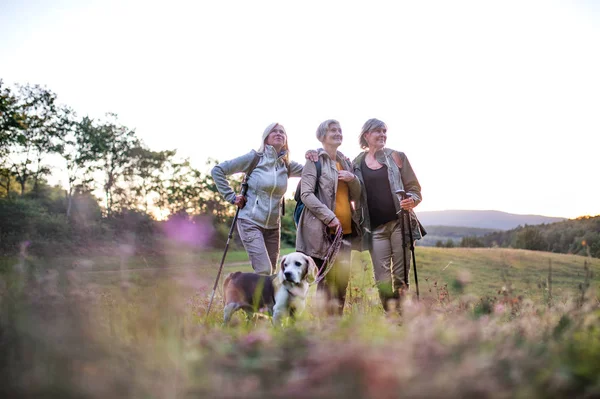 Ηλικιωμένες γυναίκες φίλοι με το σκυλί για βόλτα στην ύπαιθρο στη φύση. — Φωτογραφία Αρχείου