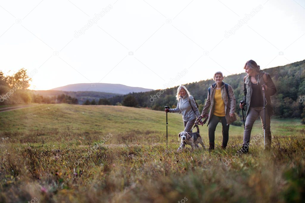 Senior women friends with dog on walk outdoors in nature at sunset.