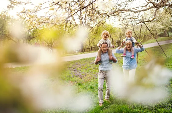 Senioren-Großeltern mit Kleinkind-Enkeln wandern im Frühling in der Natur. — Stockfoto