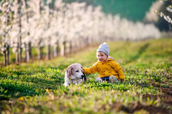 Een klein peutermeisje met een hond in boomgaard in het voorjaar. — Stockfoto