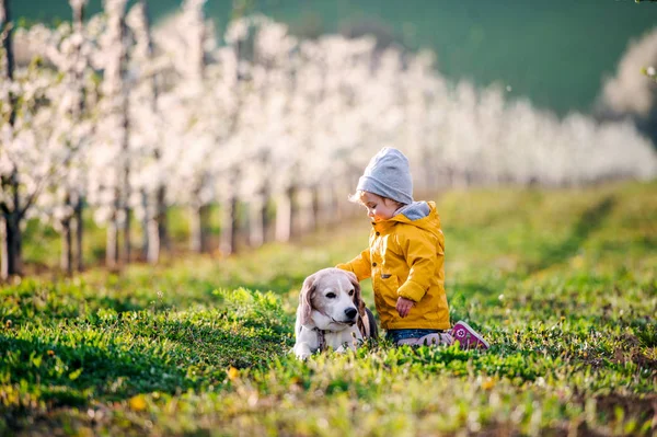 En liten flicka med en hund i fruktträdgården på våren. — Stockfoto