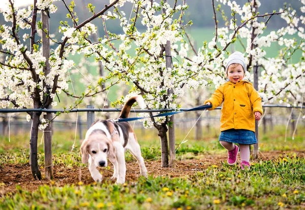 A small toddler girl with a dog in orchard in spring, walking. — Stock Photo, Image