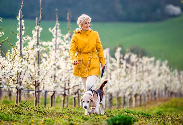 春の果樹園を散歩中のペット犬を持つシニア女性. — ストック写真