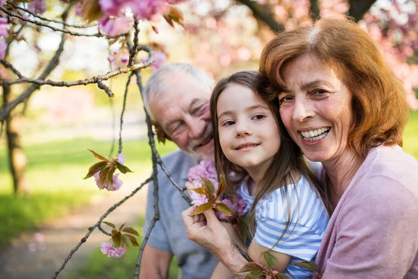 Äldre mor- och farföräldrar med små morföräldrar som sitter ute i vårnaturen. — Stockfoto