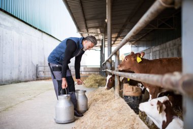 Günlük çiftliğinde, tarım endüstrisinde çalışan olgun bir işçi..
