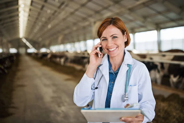 Woman veterinary doctor working on diary farm, agriculture industry. — Stock Photo, Image