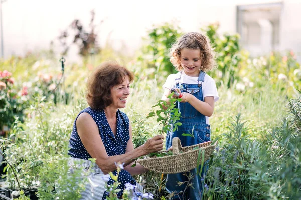 Gadis kecil dengan nenek tua berkebun di kebun belakang . — Stok Foto