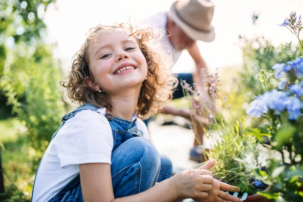 Menina pequena com avô sênior no jardim do quintal, jardinagem . — Fotografia de Stock