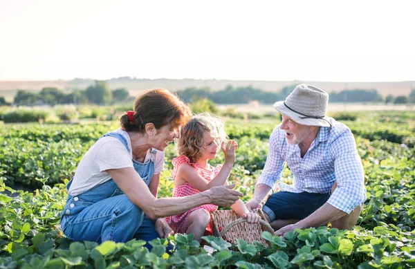 Senior grandparents and granddaughter picking strawberries on the farm. — Stock Photo, Image