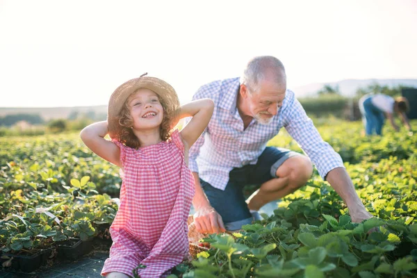 Liten flicka med farfar plockar jordgubbar på gården. — Stockfoto
