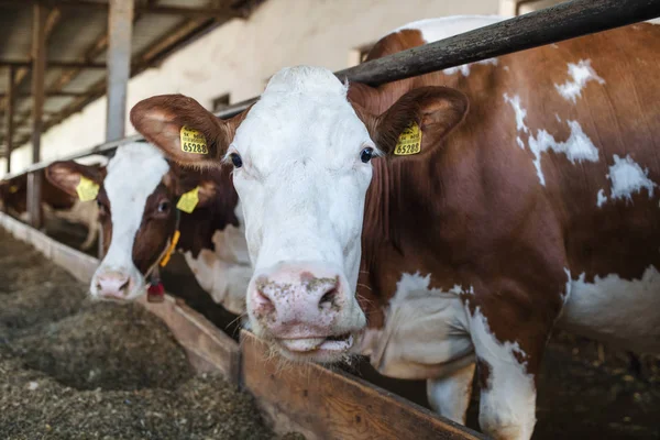 Krowy w gospodarstwie rolnym, przemysł rolny. — Zdjęcie stockowe