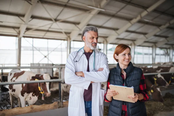 A woman manager and veterinary doctor on diary farm, agriculture industry. — Stock Photo, Image