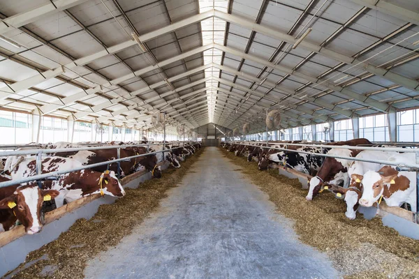 Vacas en una granja de diario, industria agrícola . — Foto de Stock