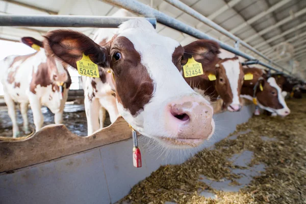 Коровы на молочной ферме, в сельском хозяйстве . — стоковое фото
