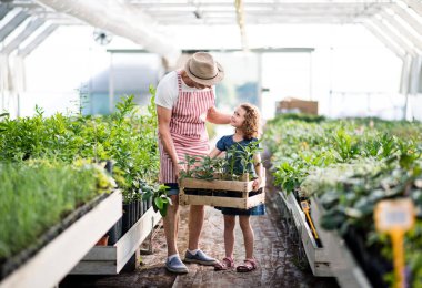 Serada bahçe yaşlı dedesi ile küçük kız.