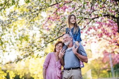 Senior grandparents with small granddaugther outside in spring nature. clipart