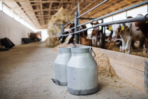 Milk cans and cows on a diary farm, agriculture industry.
