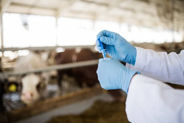 Hands of veterinary doctor with syringe working on diary farm, agriculture industry. — Zdjęcie stockowe