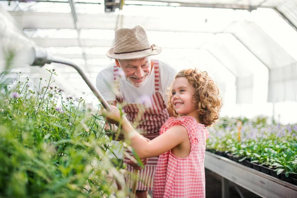 Small girl with senior grandfather gardening in the greenhouse. — Stock Photo, Image