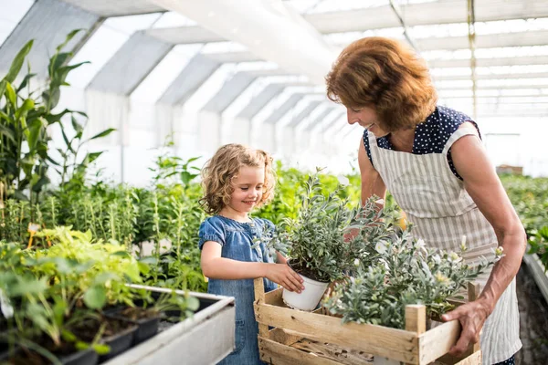 Small girl with senior grandfmother gardening in the greenhouse. — Stock Photo, Image