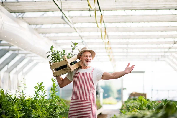 Hombre mayor de pie en el invernadero, sosteniendo una caja con plantas . — Foto de Stock