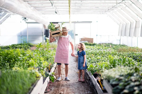 Niña con abuelo mayor jardinería en el invernadero . — Foto de Stock