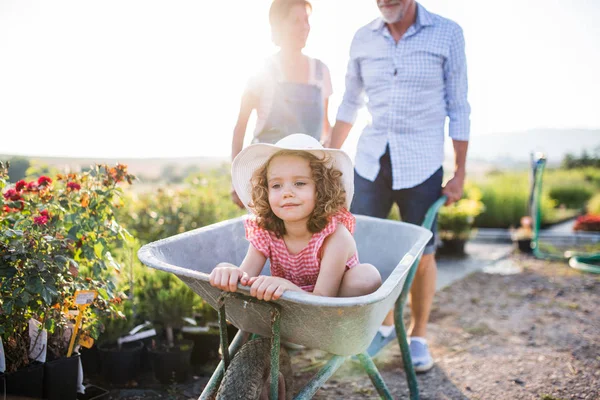 Starší prarodiče tlačí vnučku v kolečku při zahradničení. — Stock fotografie