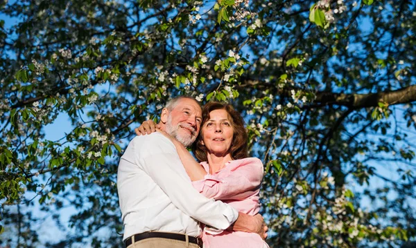 Beautiful senior couple in love outside in spring nature at dusk, hugging. — Stock fotografie