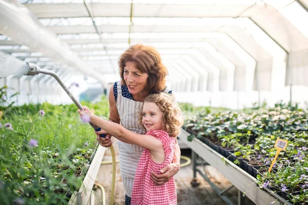 Small girl with senior grandmother watering plants in the greenhouse. — Stock Photo, Image