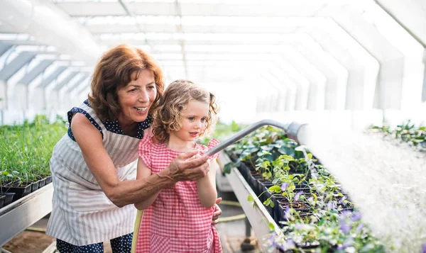 温室内の高齢者の祖母散水植物を持つ小さな女の子. — ストック写真