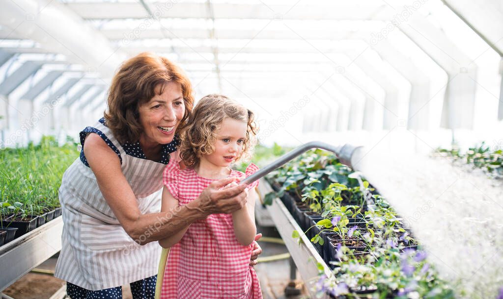 Small girl with senior grandmother watering plants in the greenhouse.