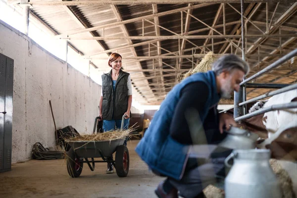 Мужчины и женщины работают на молочных фермах, в сельском хозяйстве . — стоковое фото