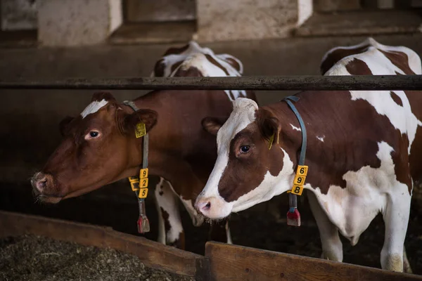 Calves cows on a diary farm, agriculture industry. — Stock Fotó