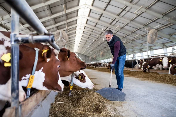 Зрелый человек, работающий на молочной ферме, в сельском хозяйстве . — стоковое фото
